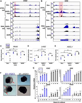 A Stage-Specific OTX2 Regulatory Network and Maturation-Associated Gene Programs Are Inherent Barriers to RPE Neural Competency